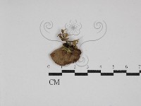 登錄號:F0028549藏品圖，第3張