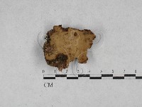 登錄號:F0028552藏品圖，第1張