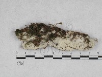 登錄號:F0028559藏品圖，第1張