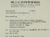 刺革菌屬藏品圖，第2張