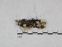 齒耳菌屬藏品圖，第1張