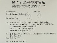 絲齒菌屬藏品圖，第2張