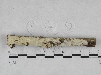 絲齒菌屬藏品圖，第1張