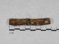 刺革菌屬藏品圖，第1張