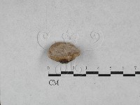 登錄號:F0028572藏品圖，第1張