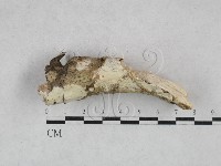 登錄號:F0028577藏品圖，第1張