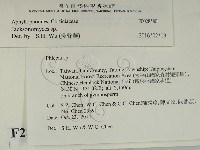 傑克菌屬藏品圖，第2張