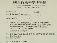 絲齒菌屬藏品圖，第2張