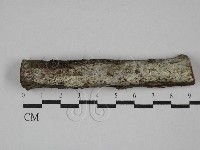 傑克菌屬藏品圖，第1張