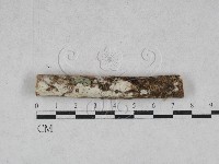 絲皮菌屬藏品圖，第1張