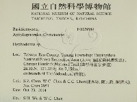 絲齒菌屬藏品圖，第2張