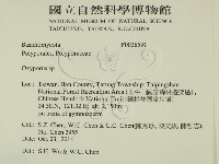 銳孔菌屬藏品圖，第2張