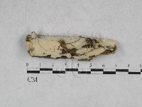 絲齒菌屬藏品圖，第1張