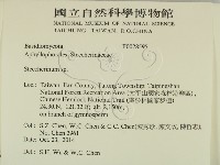 齒耳菌屬藏品圖，第2張