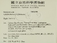 絲齒菌屬藏品圖，第2張