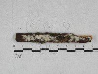 絲齒菌屬藏品圖，第1張