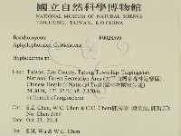 絲皮菌屬藏品圖，第2張