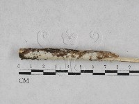 絲皮菌屬藏品圖，第1張