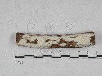 絲皮菌屬藏品圖，第1張