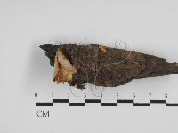 登錄號:F0028607藏品圖，第1張