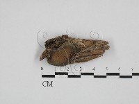 登錄號:F0028610藏品圖，第1張