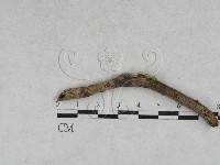 登錄號:F0028611藏品圖，第1張