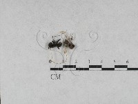 登錄號:F0028612藏品圖，第1張