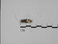 登錄號:F0028614藏品圖，第3張