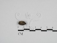 登錄號:F0028617藏品圖，第1張