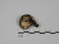 登錄號:F0028621藏品圖，第3張