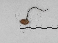 登錄號:F0028623藏品圖，第1張