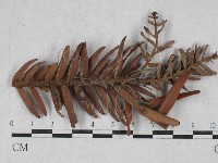 登錄號:F0028625藏品圖，第1張