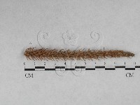 登錄號:F0028626藏品圖，第1張