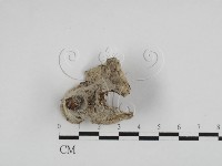 登錄號:F0028629藏品圖，第1張