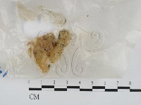 登錄號:F0028634藏品圖，第1張