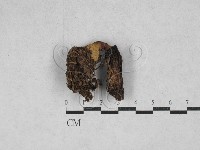 登錄號:F0028635藏品圖，第1張