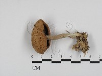 登錄號:F0028636藏品圖，第1張