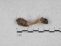 登錄號:F0028637藏品圖，第1張