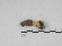 登錄號:F0028638藏品圖，第1張