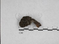 登錄號:F0028639藏品圖，第1張