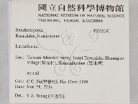 乳菇屬藏品圖，第2張