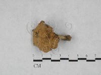 乳菇屬藏品圖，第1張