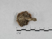 乳菇屬藏品圖，第3張