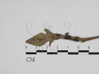 登錄號:F0028642藏品圖，第1張