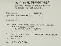 小皮傘屬藏品圖，第2張