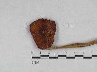 小皮傘屬藏品圖，第1張