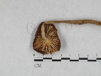 小皮傘屬藏品圖，第3張