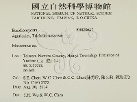 小皮傘屬藏品圖，第2張