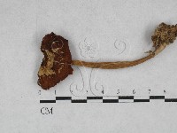 小皮傘屬藏品圖，第1張