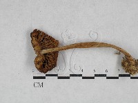 小皮傘屬藏品圖，第3張